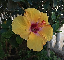 花,黃色,花瓣