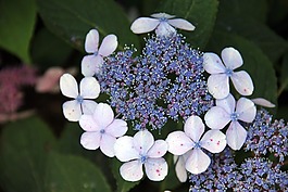 藍色,花,開花
