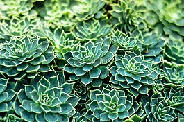 植物,花,自然