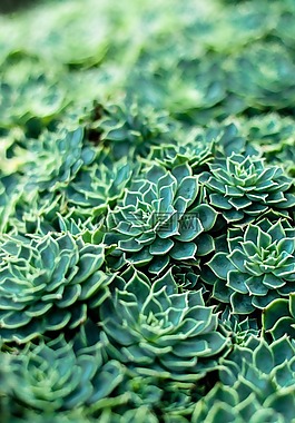 植物,花,自然