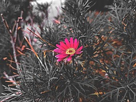 自然,植物區(qū)系,花