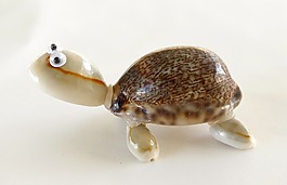 龜,海貝殼,工藝品
