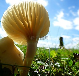 蘑菇,對光,性質(zhì)
