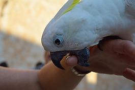 鸚鵡,鳥,羽毛