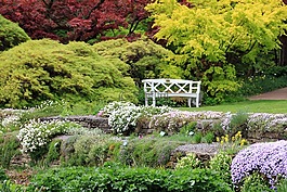 公園,銀行,植物