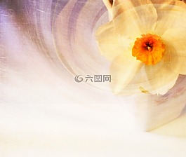喇叭花,花,春