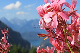 粉紅色,藍(lán)色,花