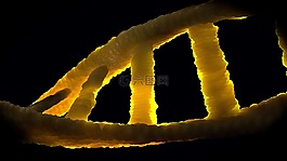 dna,dns,生物學