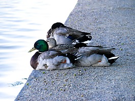 鴨,動物,鳥