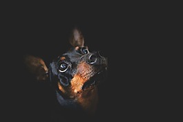 狗,寵物,動物