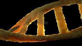 dna,dns,生物學