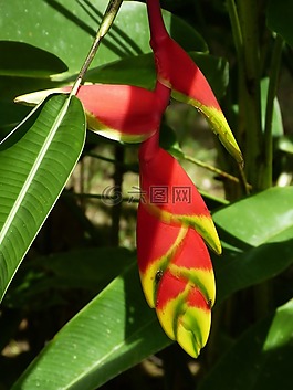 heliconie,helikonie,花