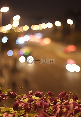 荷花,荷葉,春天