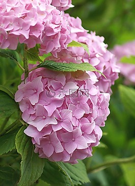 花,格魯吉亞,花卉園