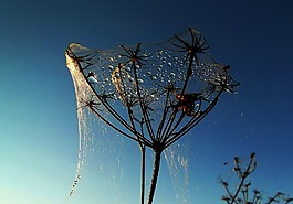 鏡頭,纖維,雜草