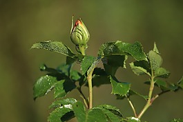 玫瑰花蕾,玫瑰,花園