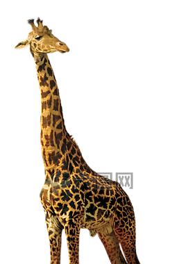 長頸鹿,動物,性質(zhì)