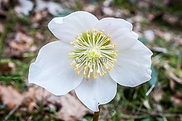 圣诞玫瑰,莲花鸡肝散,winterblueher