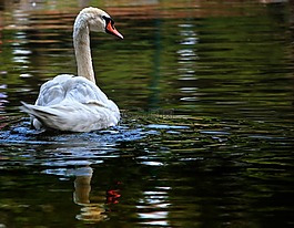 天鵝,動物,湖