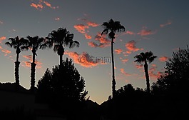 日落,彩霞,棕榈树