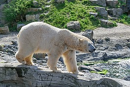 白熊,動物園,北極熊