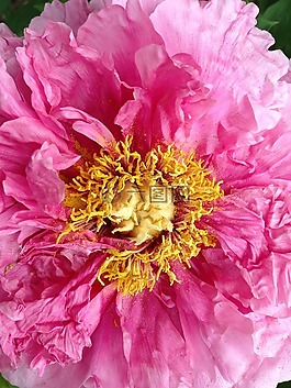 牡丹,粉紅色,花瓣