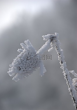 弗羅斯特,雪,冬季
