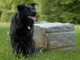 狗,動物,性質