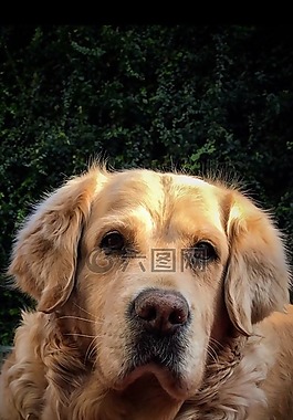狗,金毛獵犬,寵物