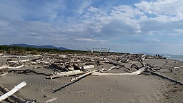 海灘,樹干,砂