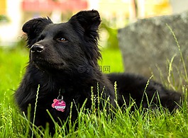 狗,動物,性質