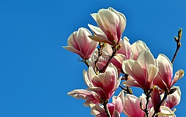 玉蘭,春天,鮮花