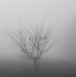 木材,霧,冬季