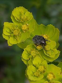 oxythyrea funesta,甲殼蟲,鞘翅目
