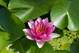 蓮花,池塘,蓮葉