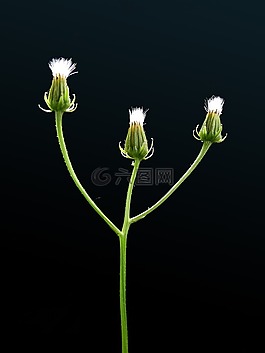 厂,花,开花