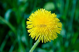 蒲公英,花卉,春天