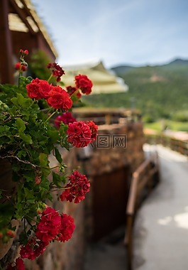 花,性质,科西嘉岛