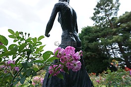 底部,花,紫色