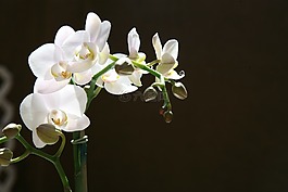 蘭花,芽,熱帶