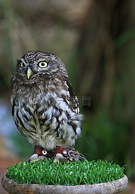 捕食鳥,鳥,性質(zhì)