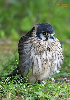 捕食鳥,鳥,性質(zhì)