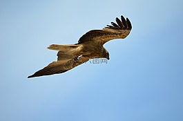 鷹,風(fēng)箏,鳥