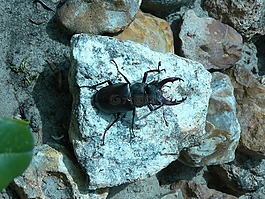 昆蟲,scarabee,性質(zhì)