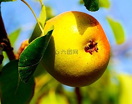梨,水果,健康