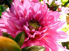 花,花花園,嬌琴紗