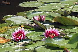 性質(zhì),水中百合,天然水