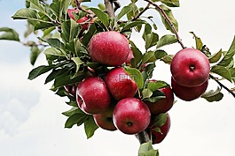蘋果,紅色,紅蘋果