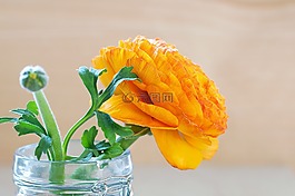 毛茛屬植物,花,開花