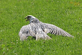 捕食鳥,鳥,性質(zhì)